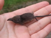 Zobacz jak wygląda najmniejszy ssak świata