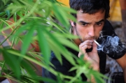 Jamajka legalizuje marihuanę