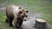 Niezwykła wędrówka tatrzańskiego niedźwiedzia